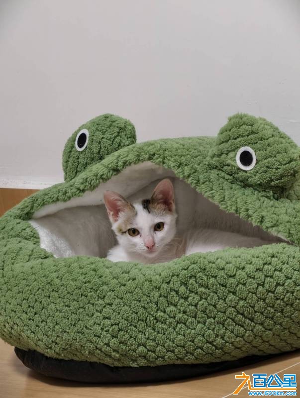 wechat_upload17674921716959ca4bb81b6