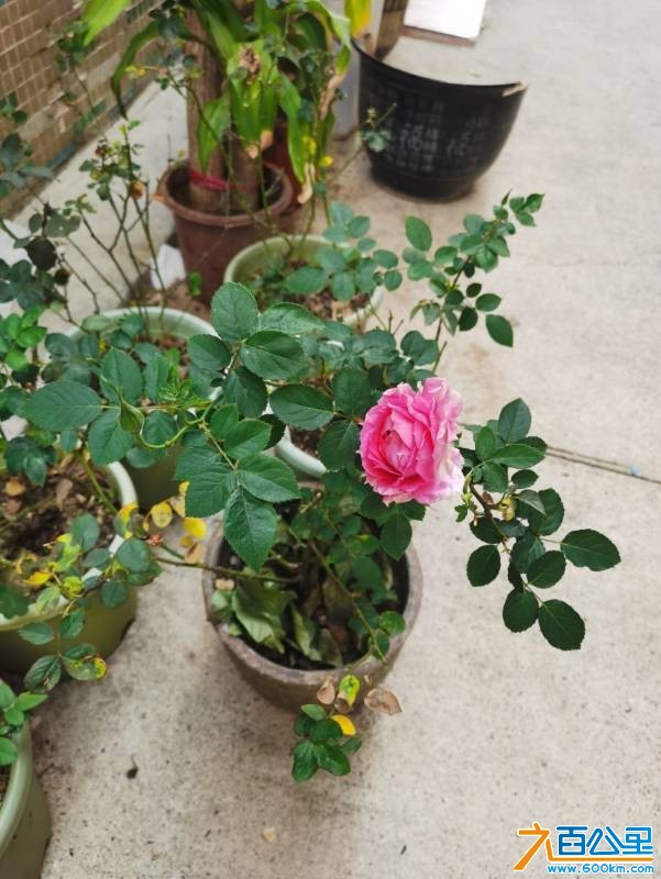 wechat_upload1768610788696adbe40a2a2