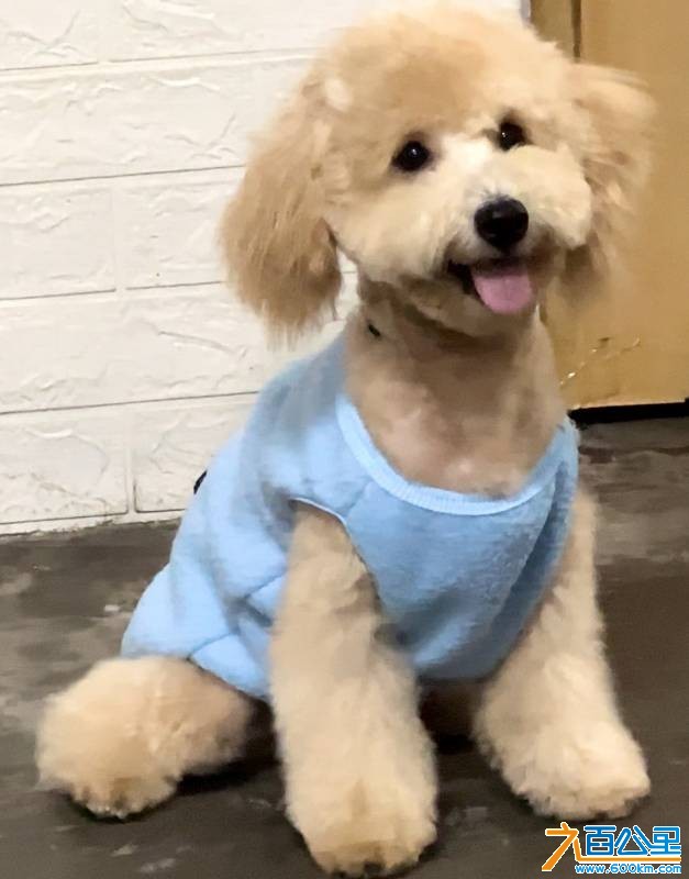 wechat_upload176923435269745fb06af3b