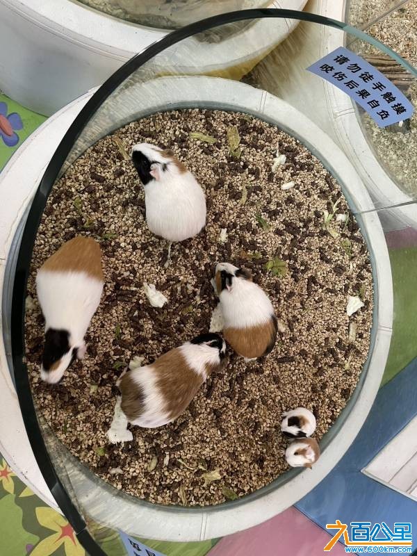 wechat_upload177346018369b4dad7b286f