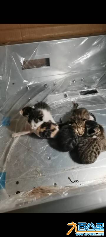 wechat_upload177426877269c1316447993