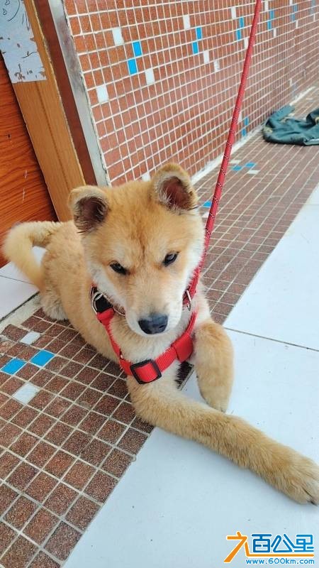 wechat_upload177510481769cdf3314a10d