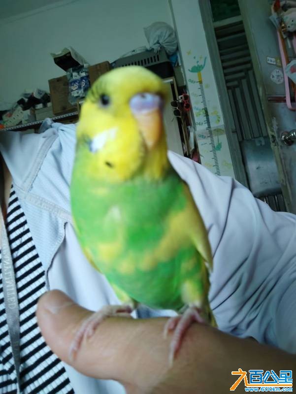 wechat_upload177613498169ddab455c5dc