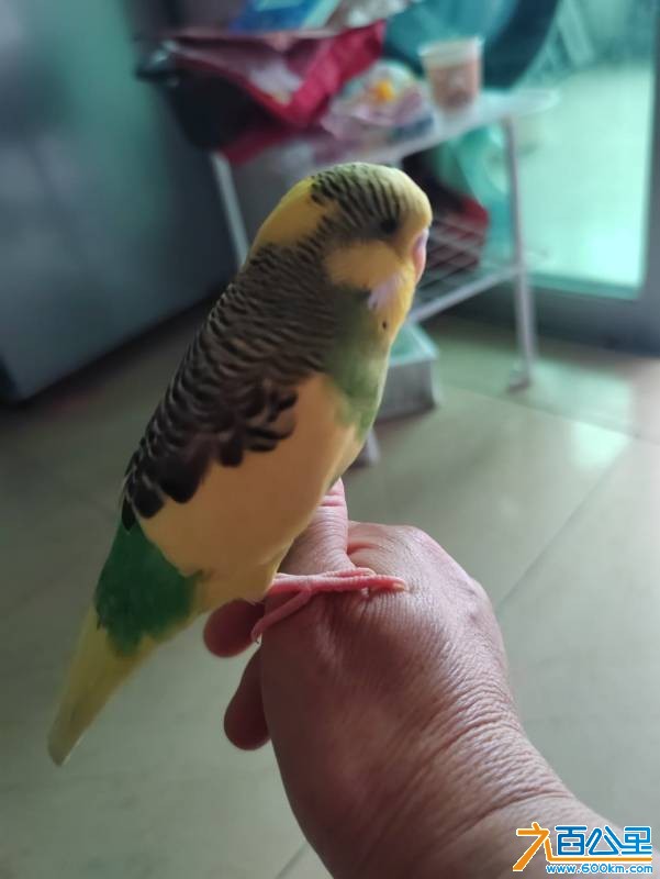 wechat_upload177613498269ddab4644860